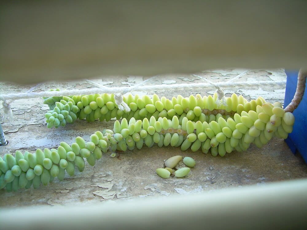 como-plantar-suculentas-folhas-de-suculentas