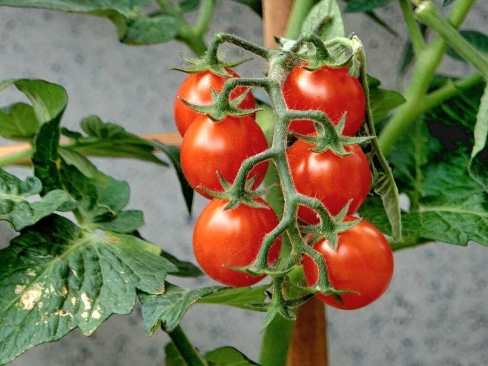 Como Plantar Tomate Cereja