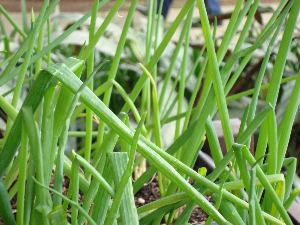 COMO-PLANTAR-CEBOLINHA-E-SALSINHA